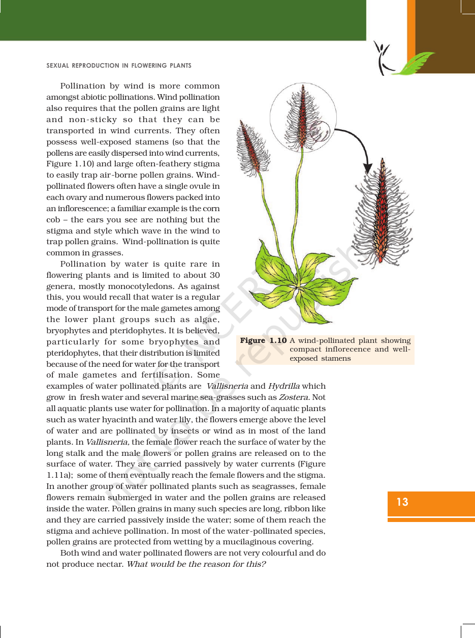 Page 13 of Sexual Reproduction in Flowering Plants