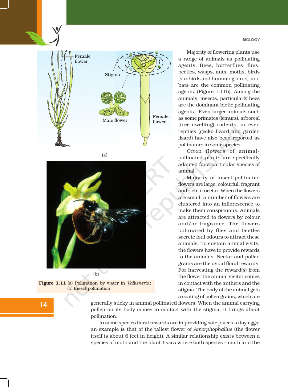 Page 14 of Sexual Reproduction in Flowering Plants