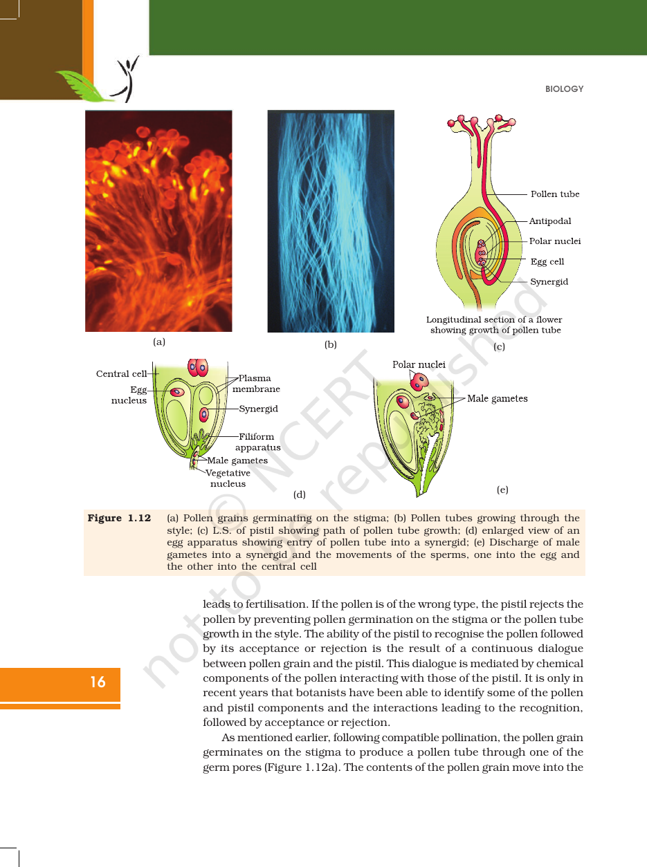 Page 16 of Sexual Reproduction in Flowering Plants