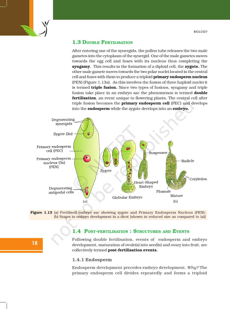 Page 18 of Sexual Reproduction in Flowering Plants