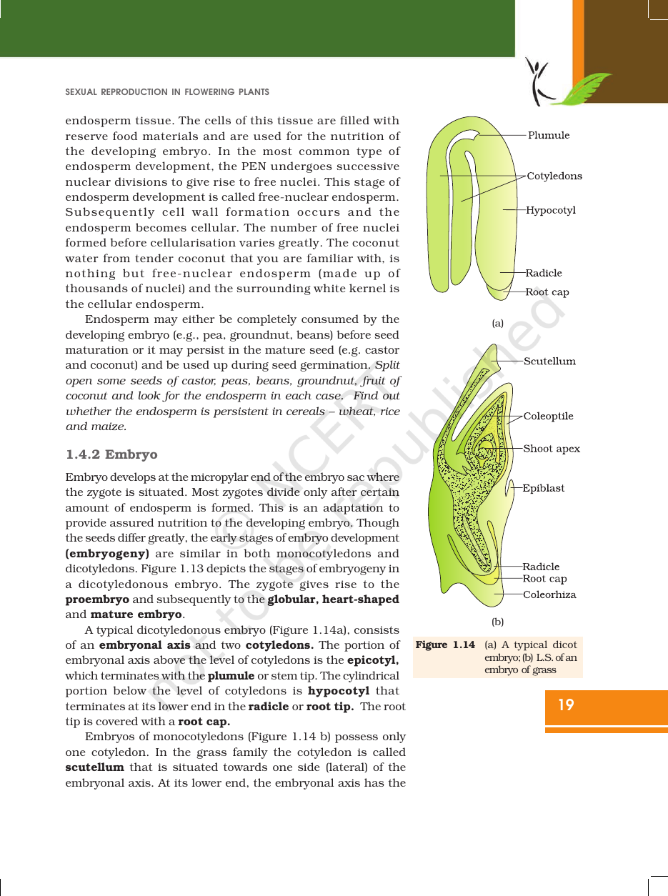 Page 19 of Sexual Reproduction in Flowering Plants