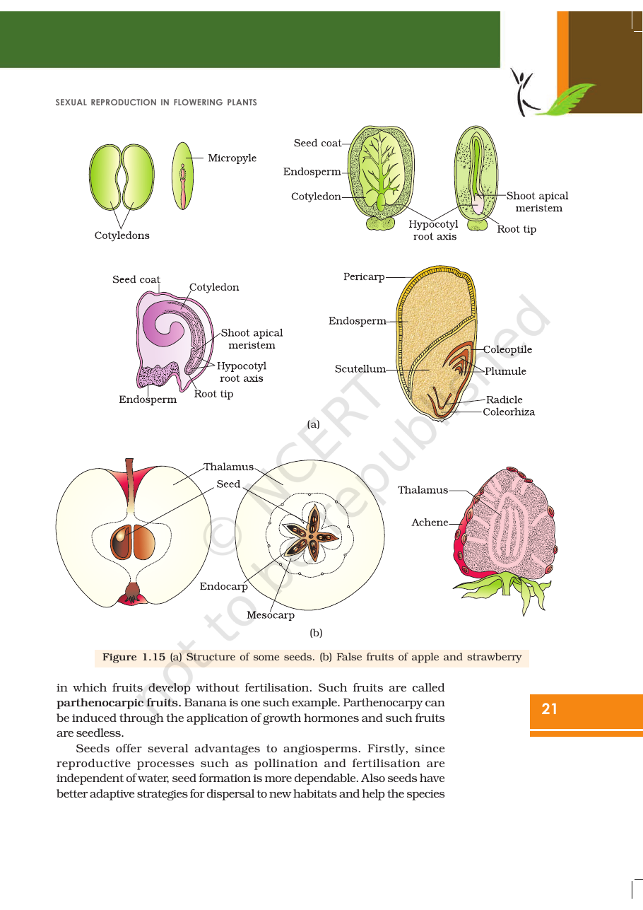 Page 21 of Sexual Reproduction in Flowering Plants