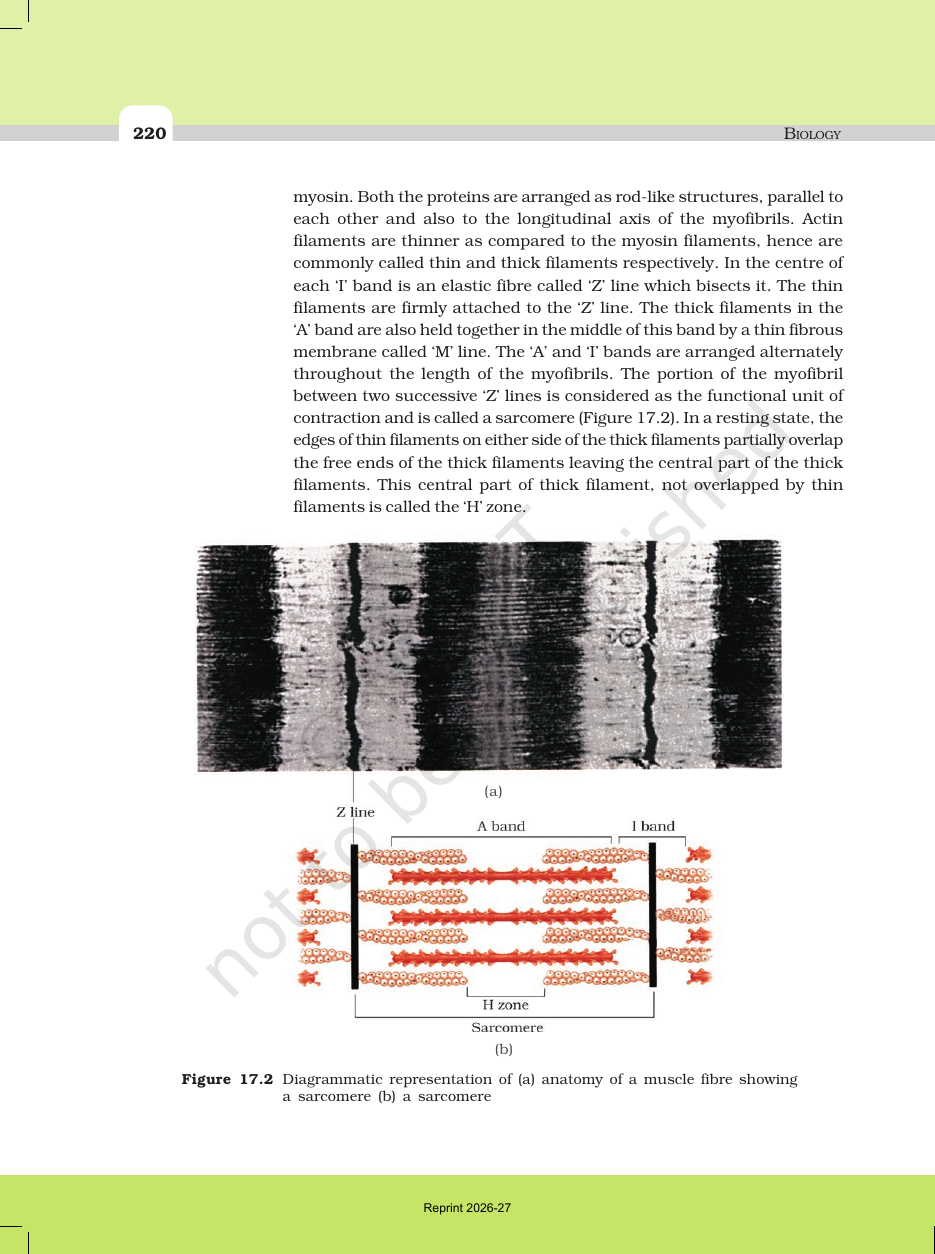 Page 4 of Locomotion and Movement