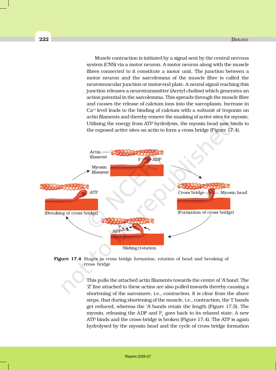 Page 6 of Locomotion and Movement