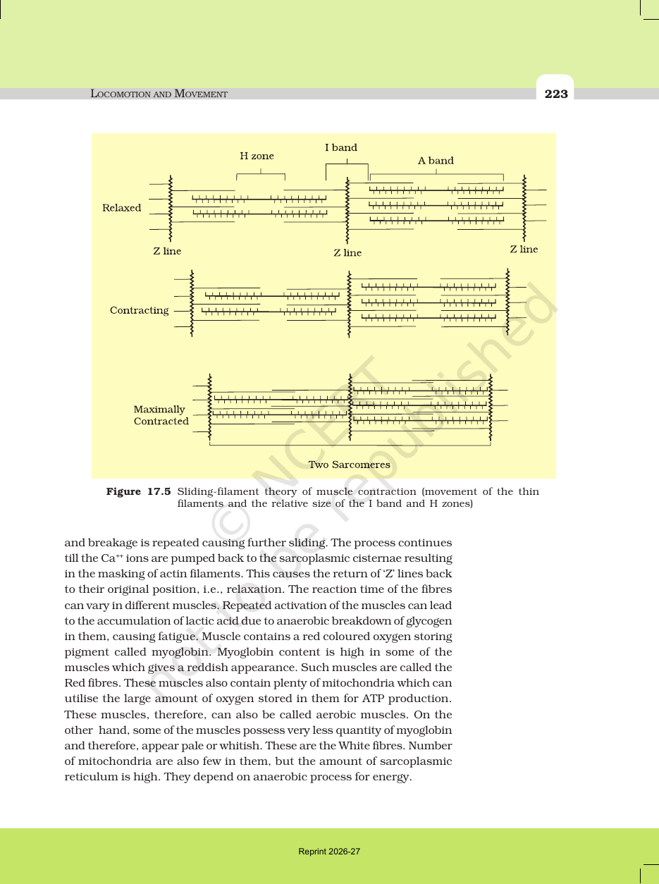 Page 7 of Locomotion and Movement