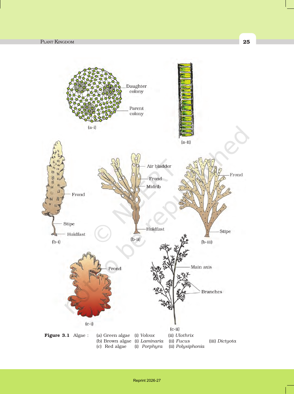 Page 3 of Plant Kingdom