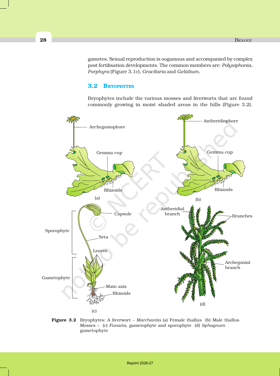 Page 6 of Plant Kingdom