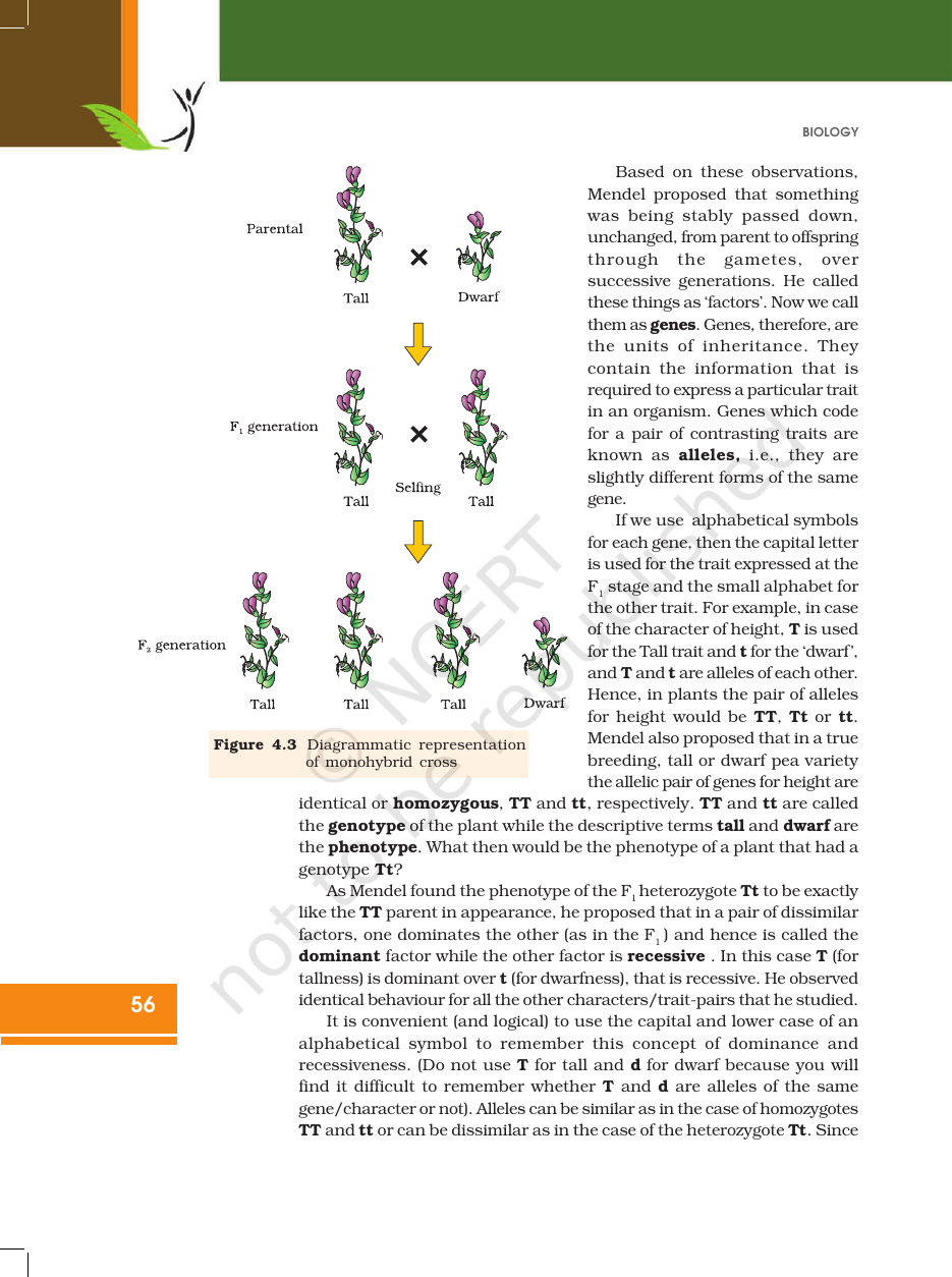 Page 6 of Principles of Inheritance and Variation