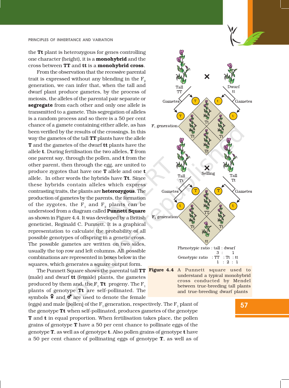 Page 7 of Principles of Inheritance and Variation