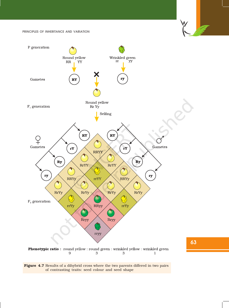 Page 13 of Principles of Inheritance and Variation