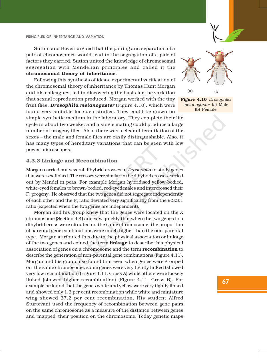 Page 17 of Principles of Inheritance and Variation