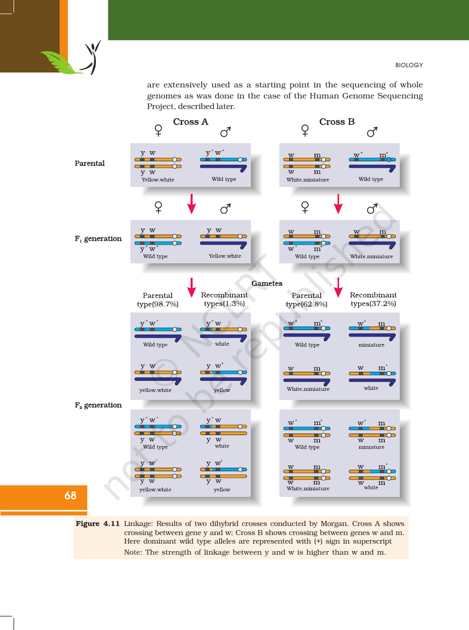 Page 18 of Principles of Inheritance and Variation