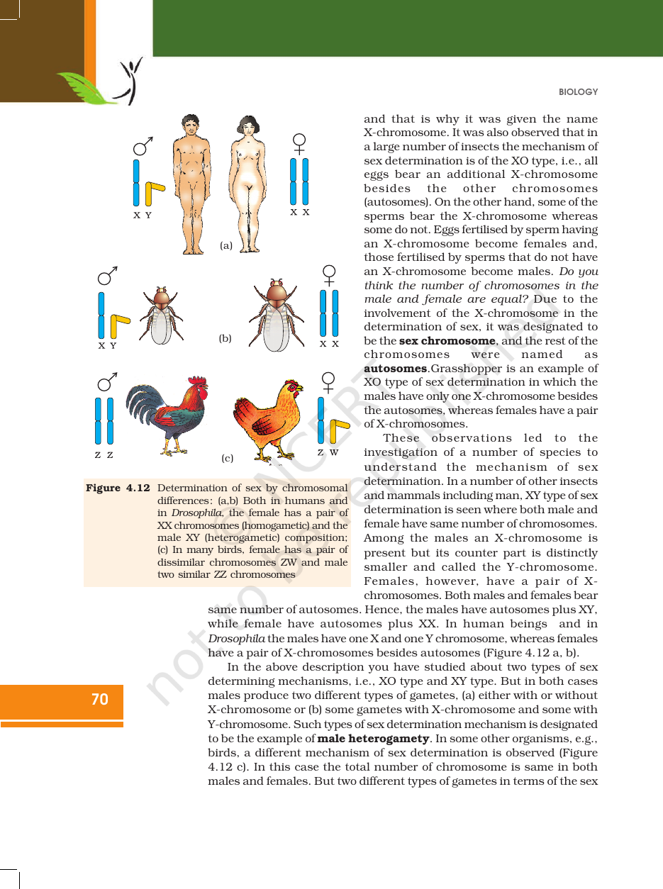 Page 20 of Principles of Inheritance and Variation