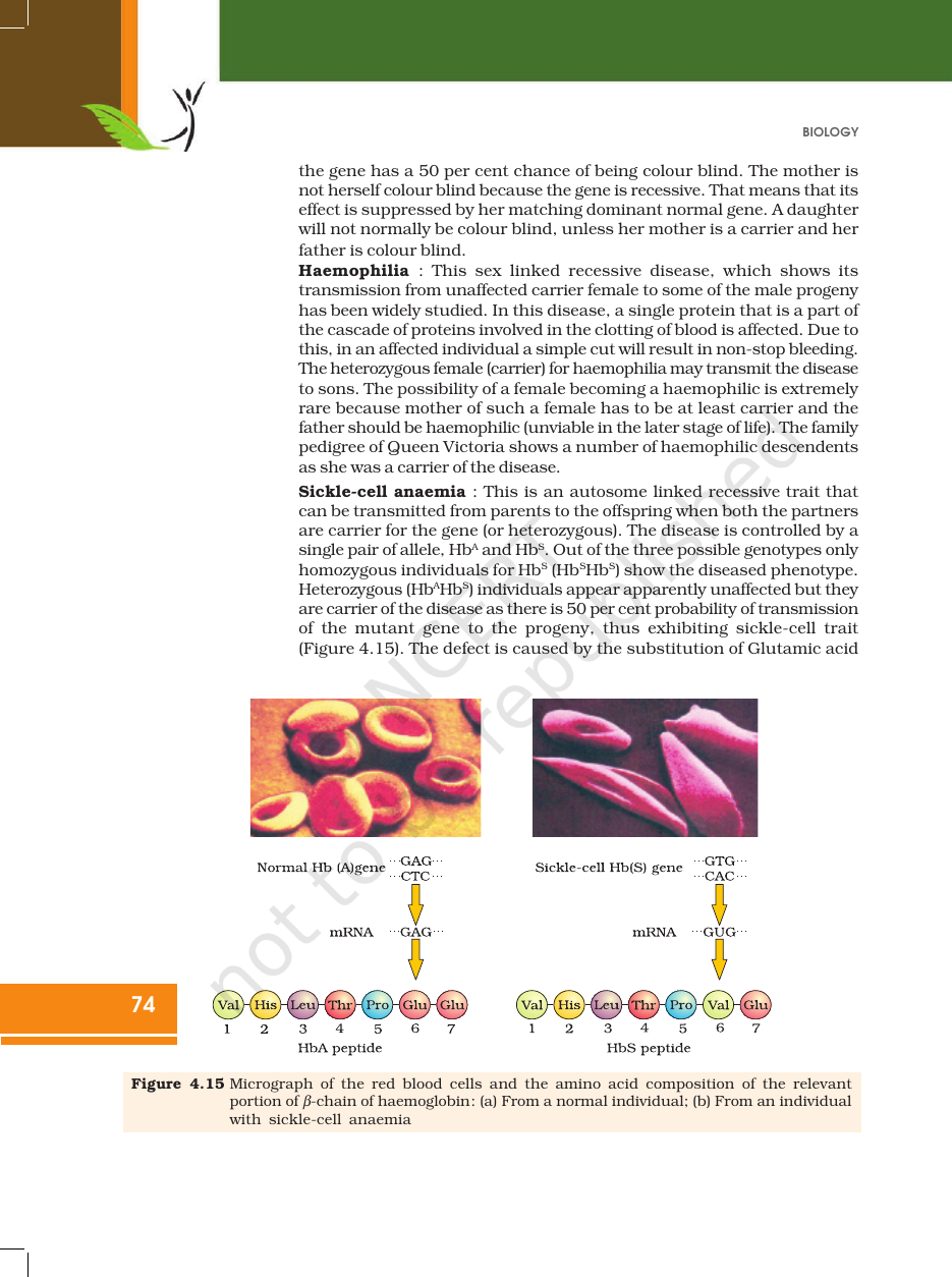 Page 24 of Principles of Inheritance and Variation
