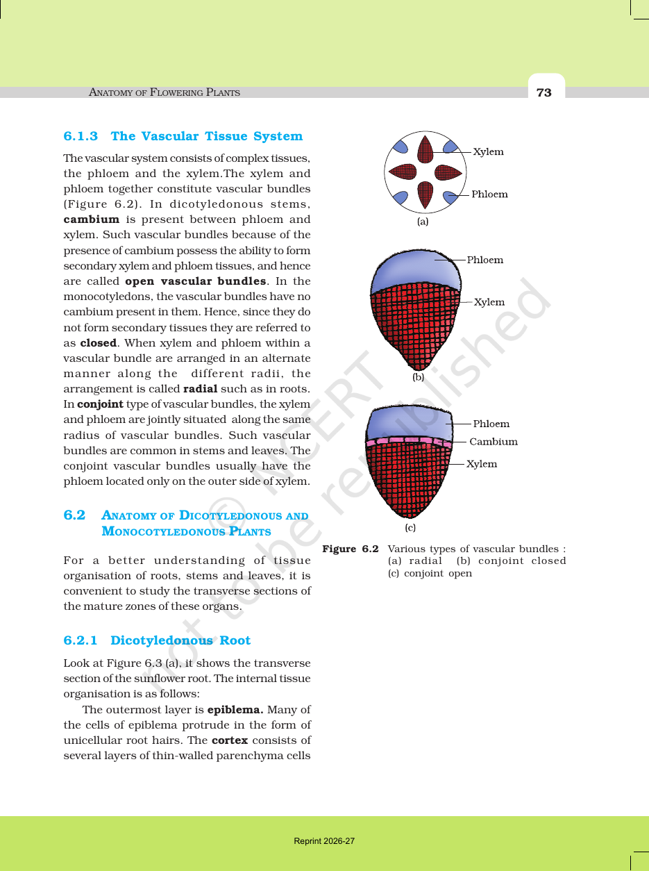 Page 3 of Anatomy of Flowering Plants