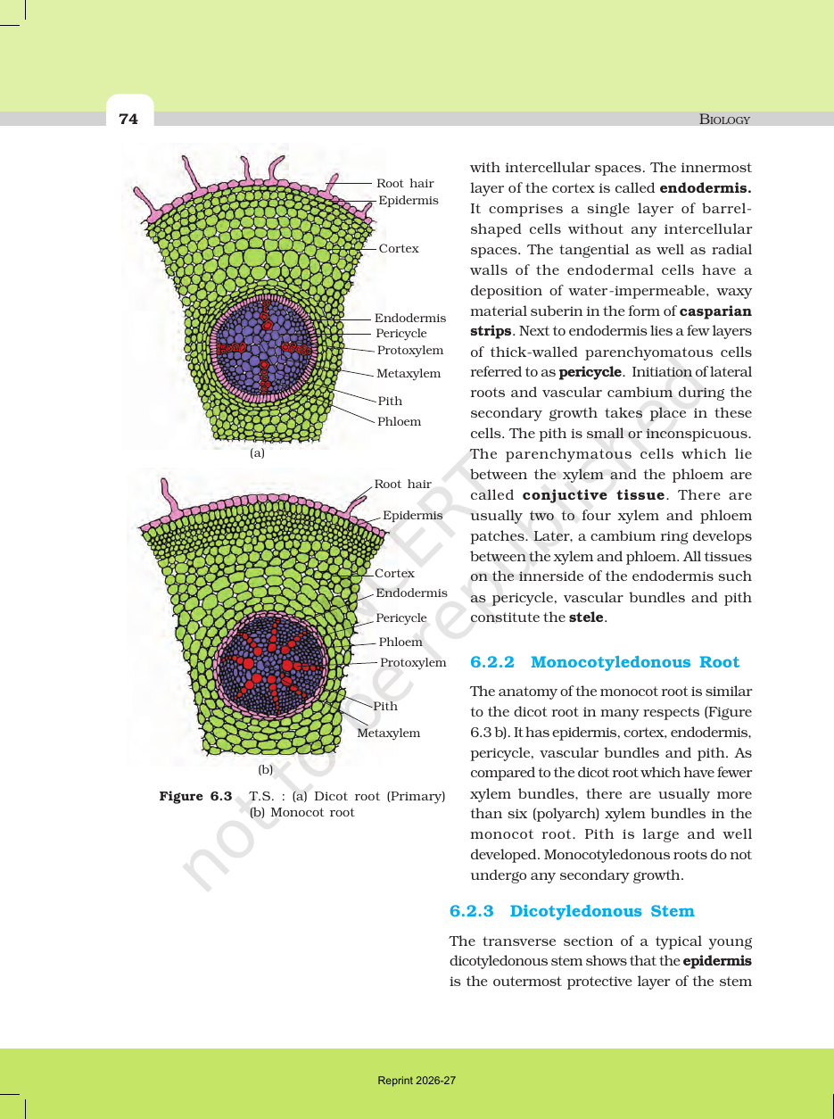 Page 4 of Anatomy of Flowering Plants