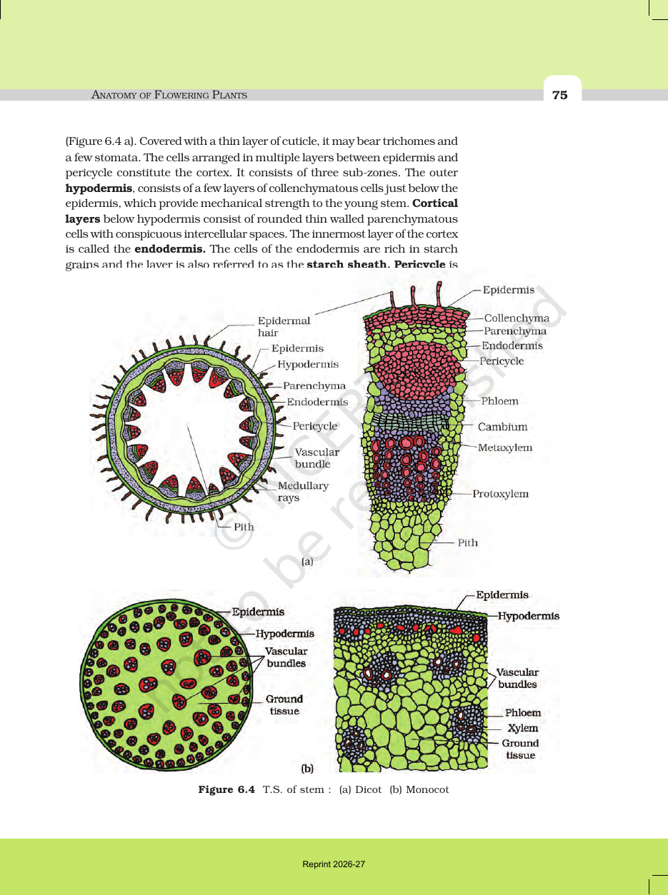 Page 5 of Anatomy of Flowering Plants
