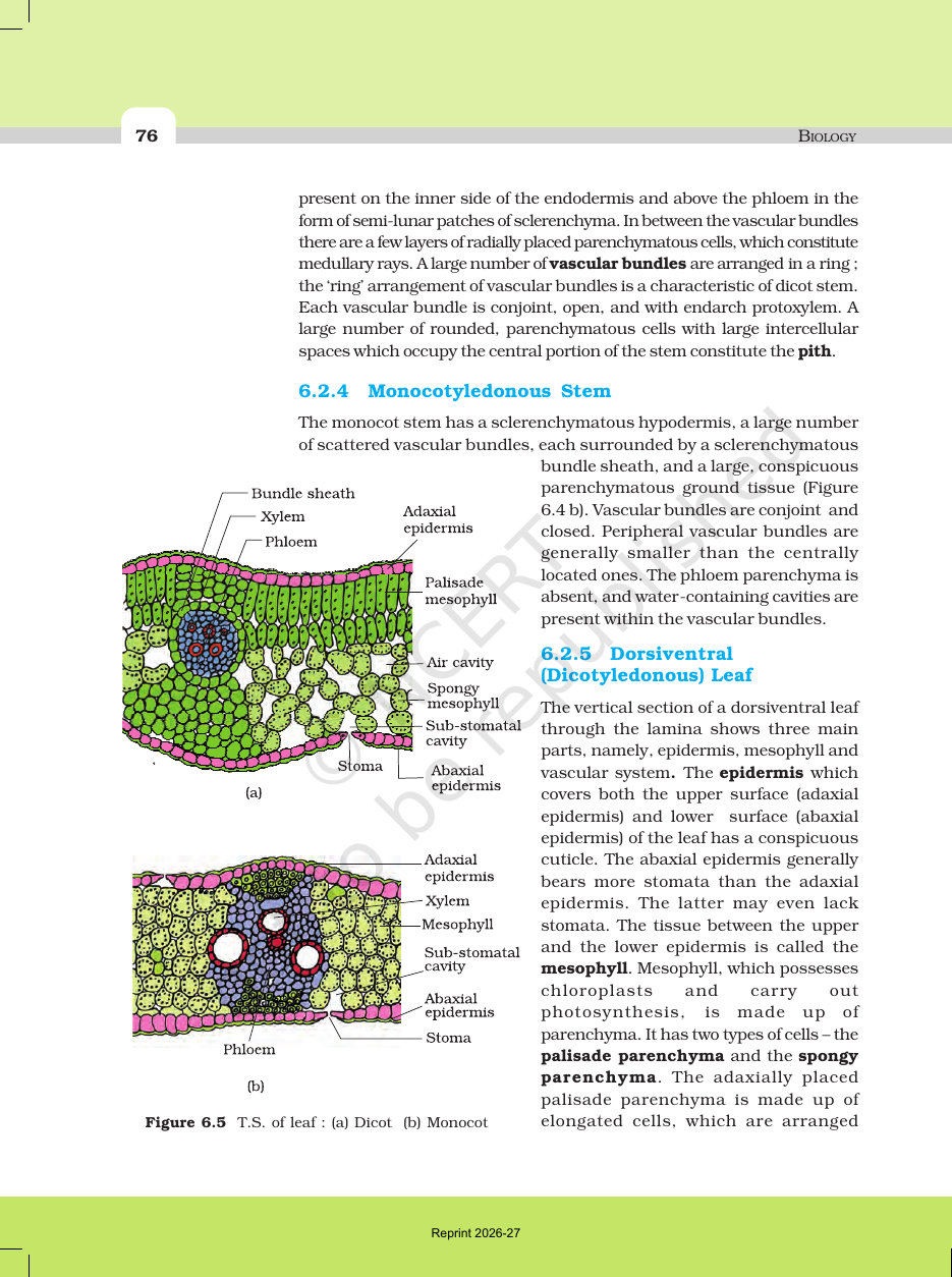 Page 6 of Anatomy of Flowering Plants