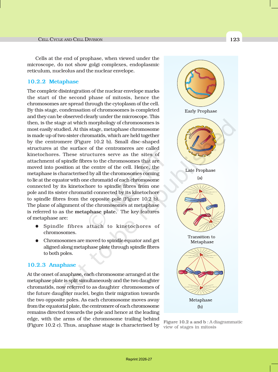 Page 4 of Cell Cycle and Cell Division