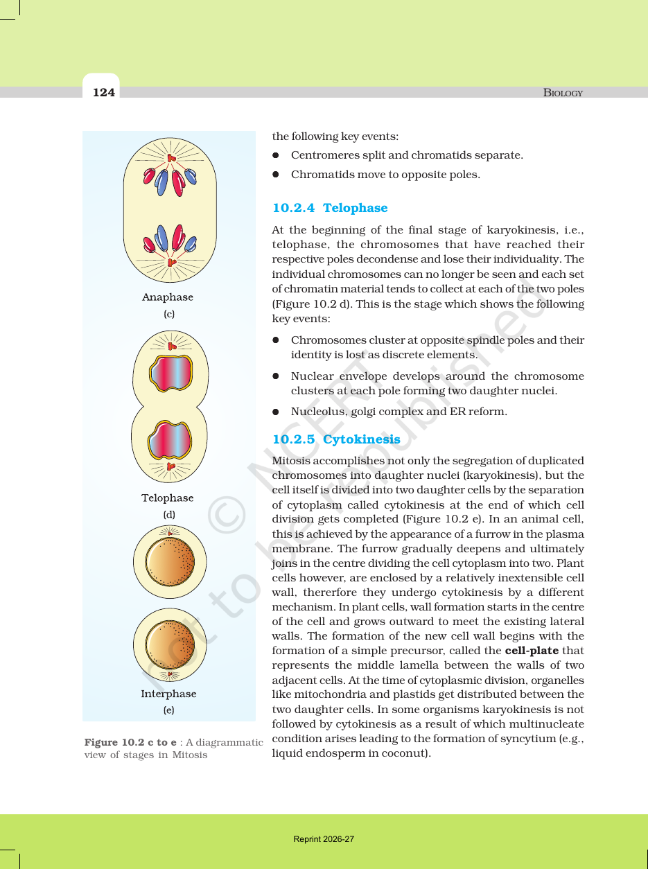 Page 5 of Cell Cycle and Cell Division