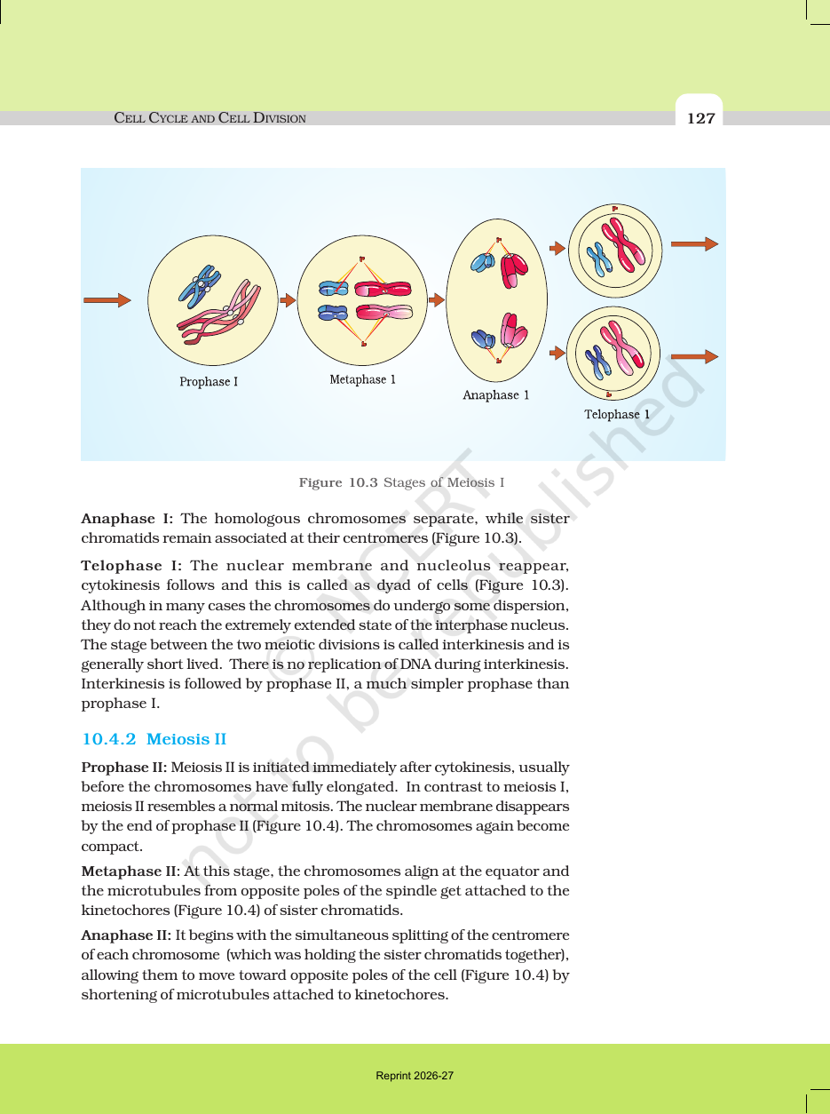 Page 8 of Cell Cycle and Cell Division