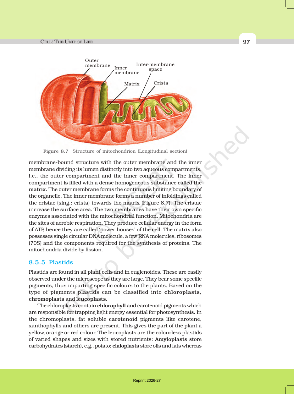 Page 13 of Cell: The Unit of Life