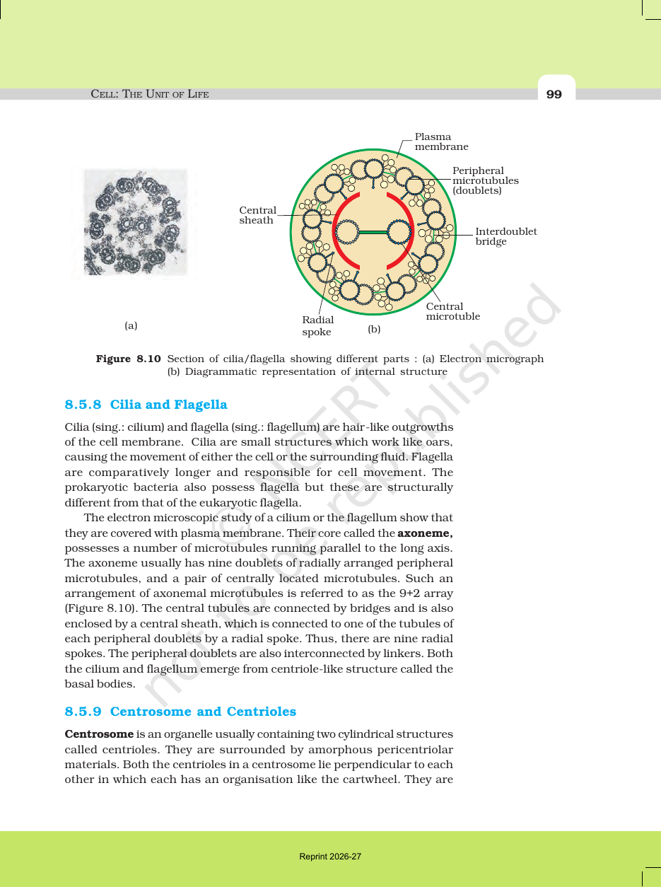 Page 15 of Cell: The Unit of Life