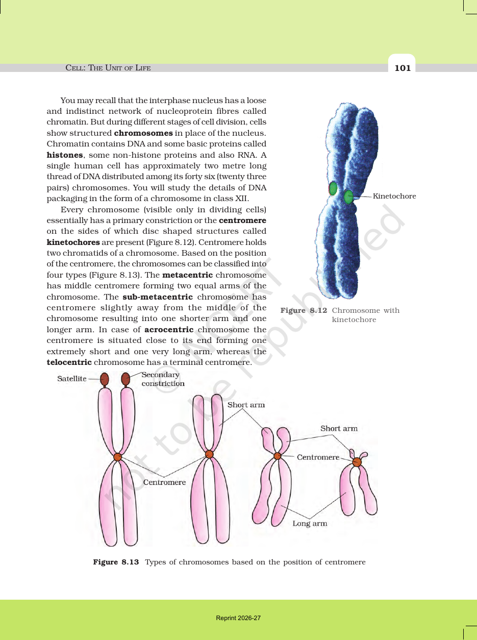 Page 17 of Cell: The Unit of Life