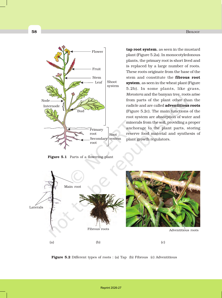 Page 4 of Morphology of Flowering Plants