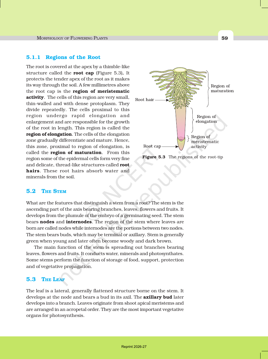 Page 5 of Morphology of Flowering Plants