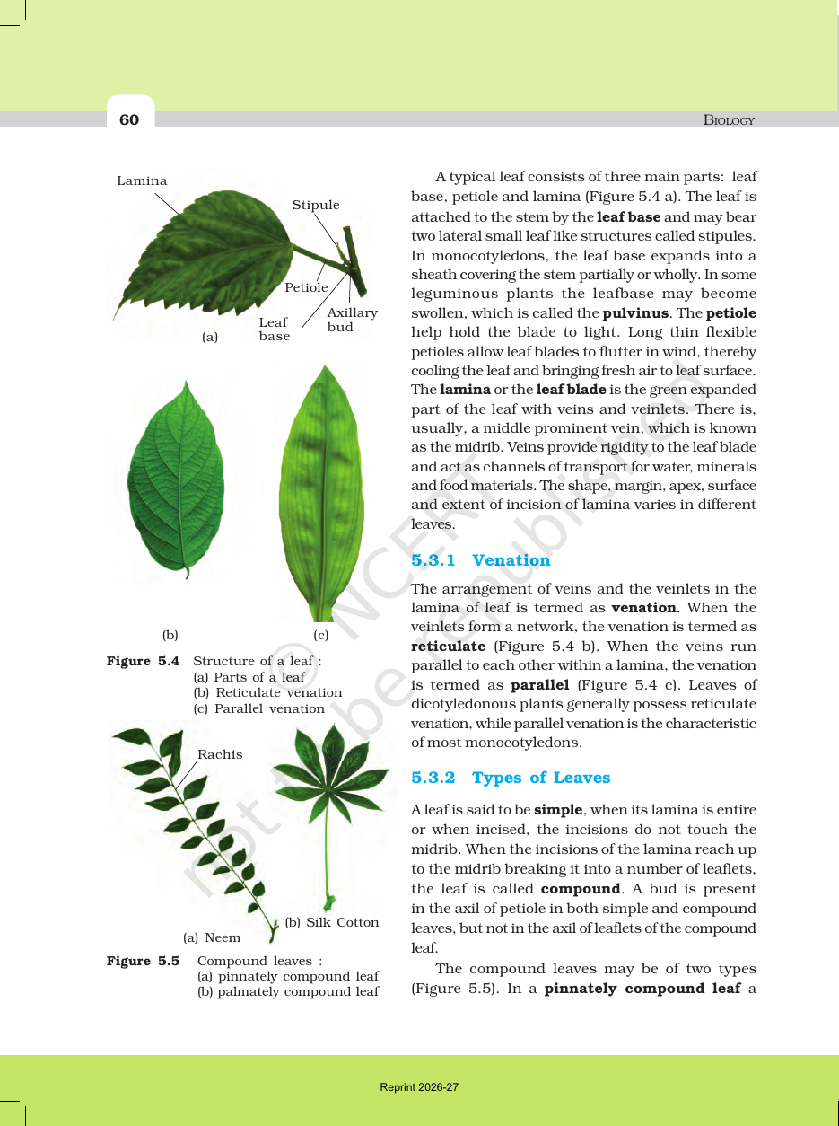 Page 6 of Morphology of Flowering Plants