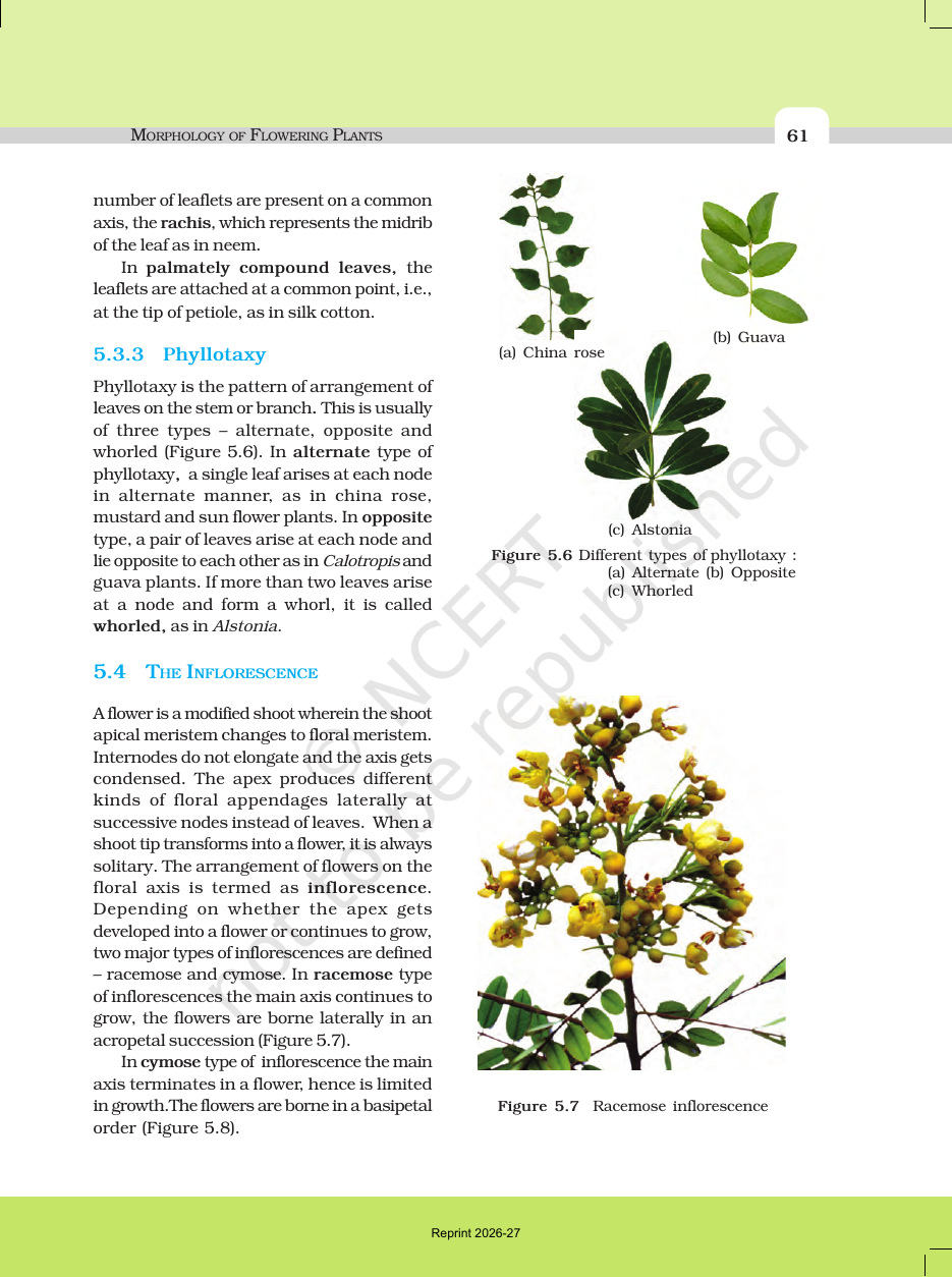 Page 7 of Morphology of Flowering Plants