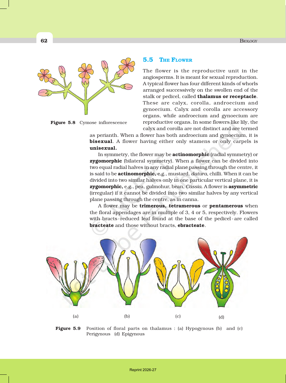 Page 8 of Morphology of Flowering Plants