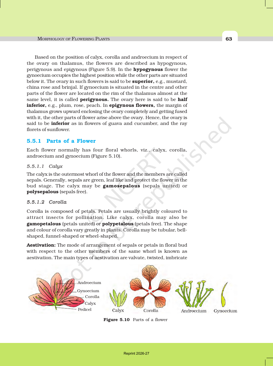 Page 9 of Morphology of Flowering Plants