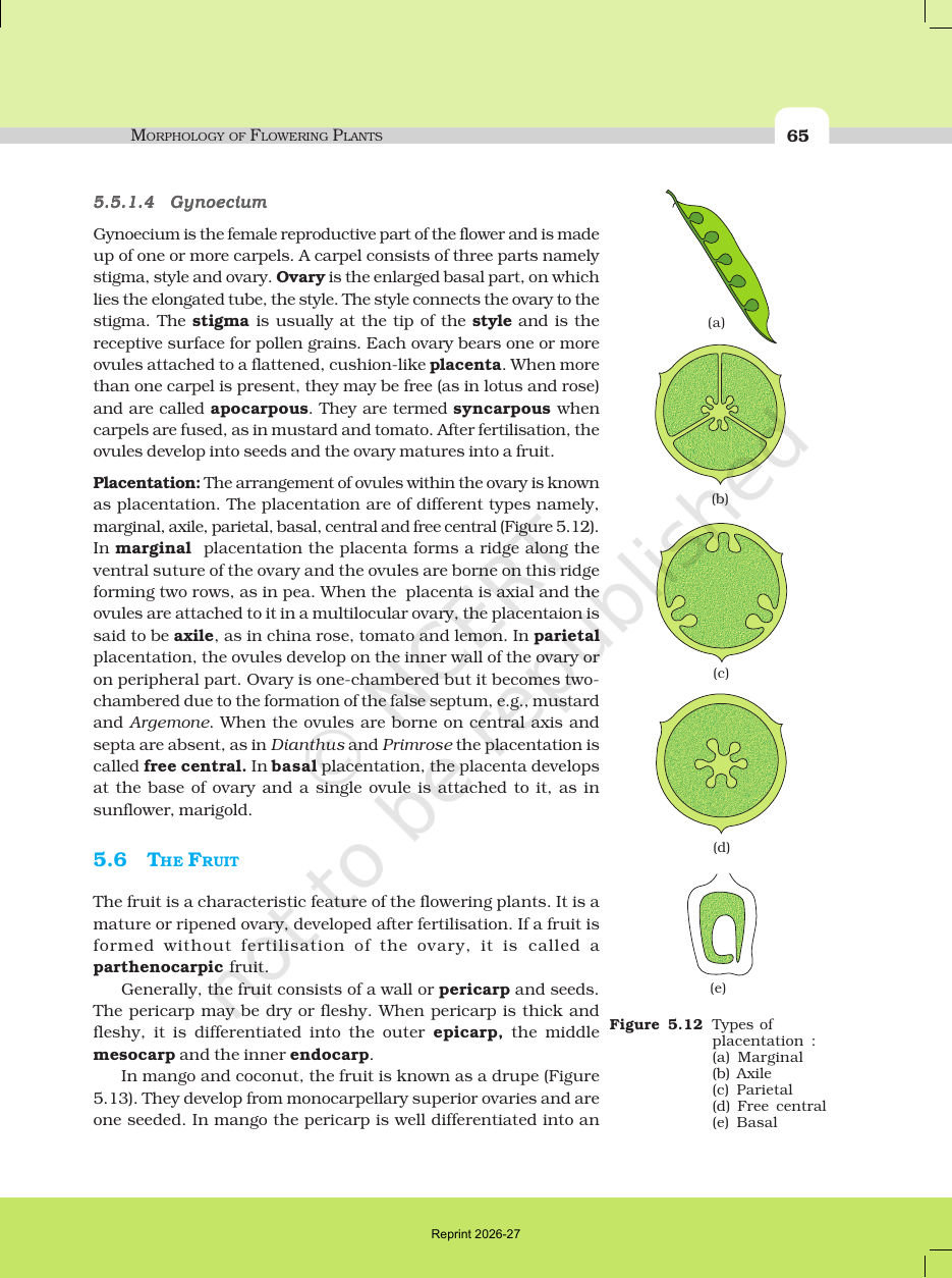 Page 11 of Morphology of Flowering Plants