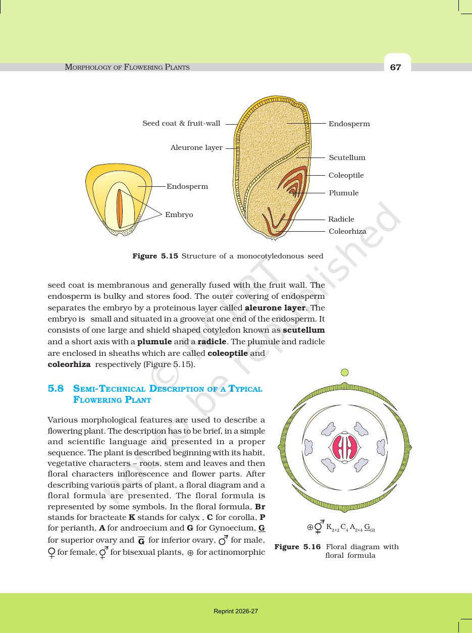 Page 13 of Morphology of Flowering Plants